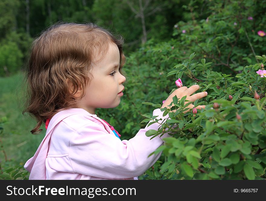 Little Girl And Flowers Of Wild Rose.