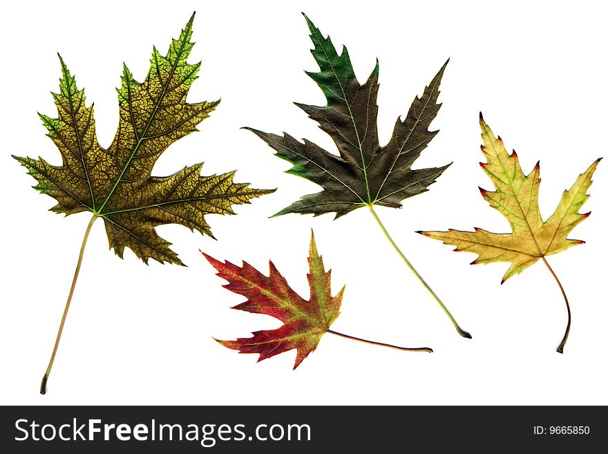Many different autumn leaves isolated on white