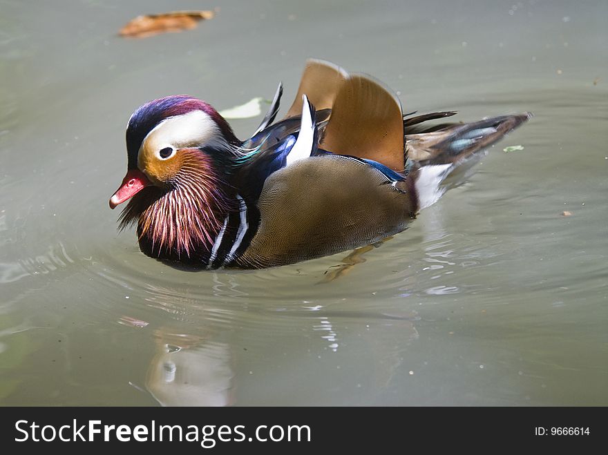 A colorful mandarin duck swimming in a pond.