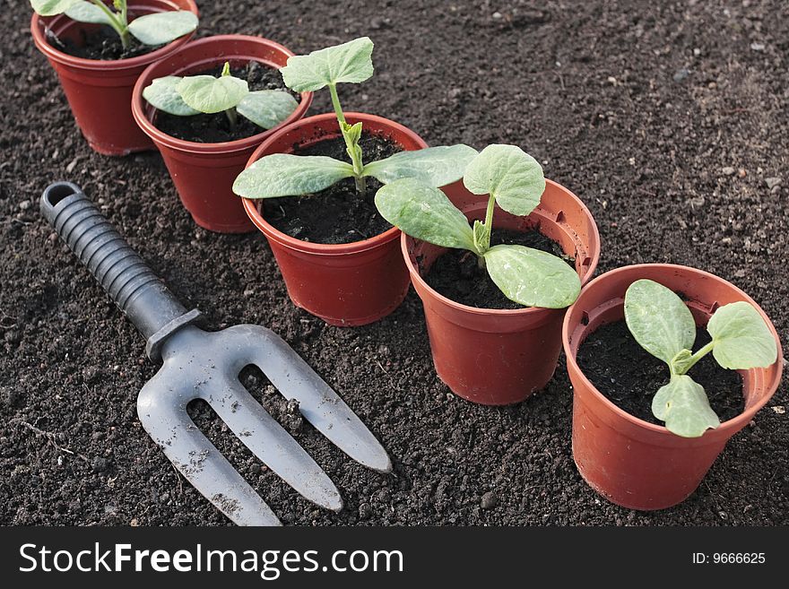 Vegetable Seedlings Growing In Pots