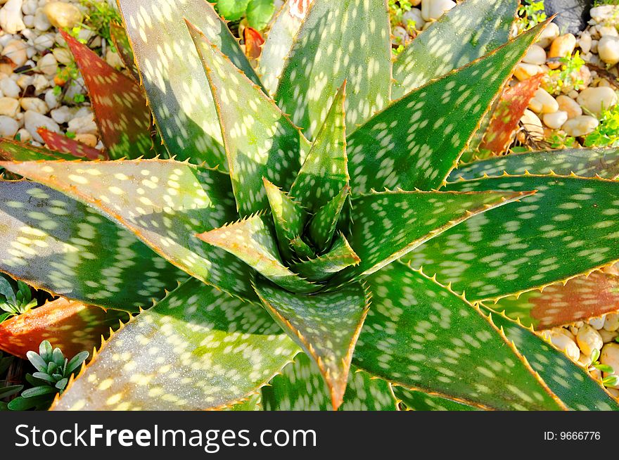 Aloe vera with morning dews