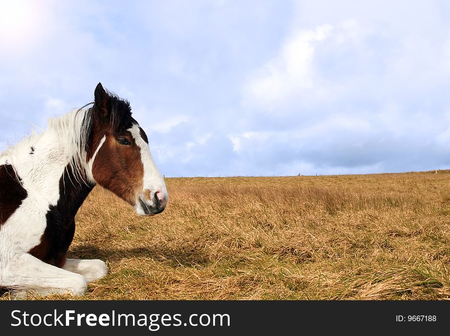 A horse resting under the arch of a rainbow