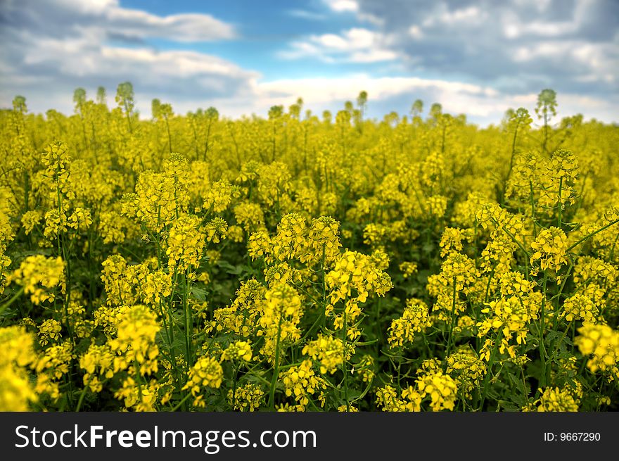 Spring landscape and the cloudy sky. A yellow field.