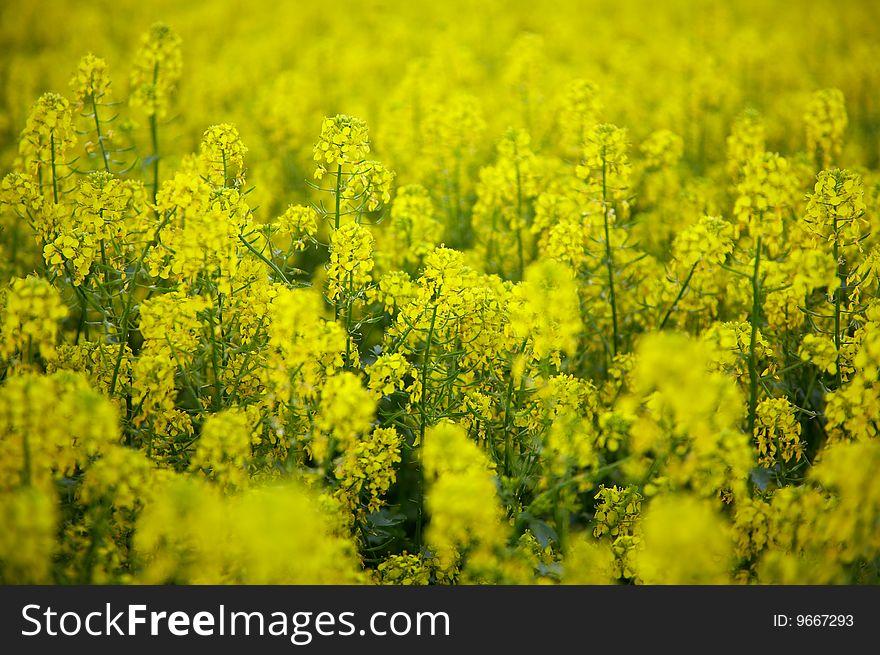 Spring landscape. A yellow field.