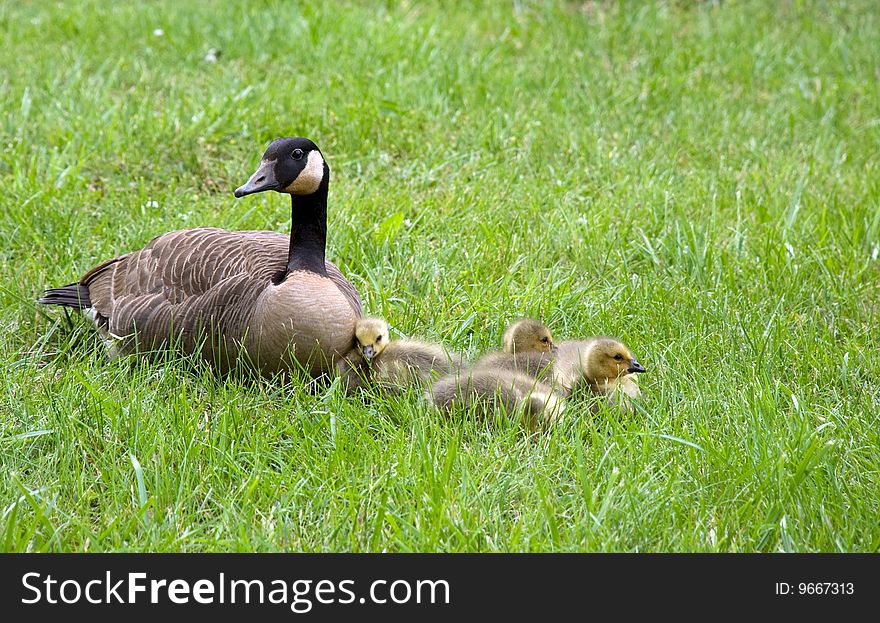 Mother Goose and goslings