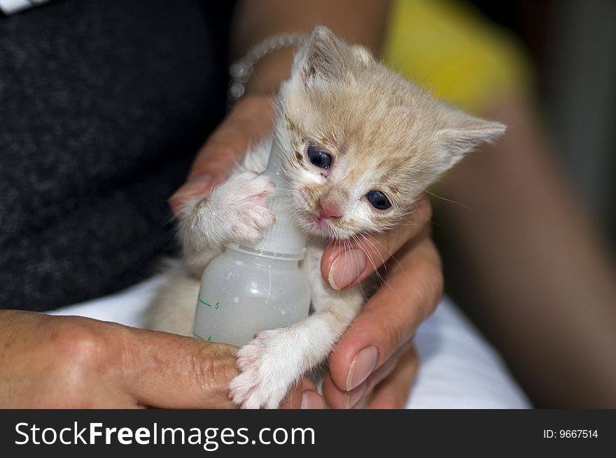 Feeding little kitten with nipple