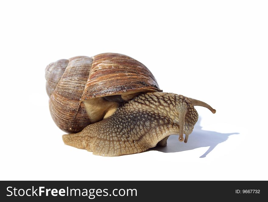 Grapevine snail - looking depressive and sad, isolated on white background. Grapevine snail - looking depressive and sad, isolated on white background