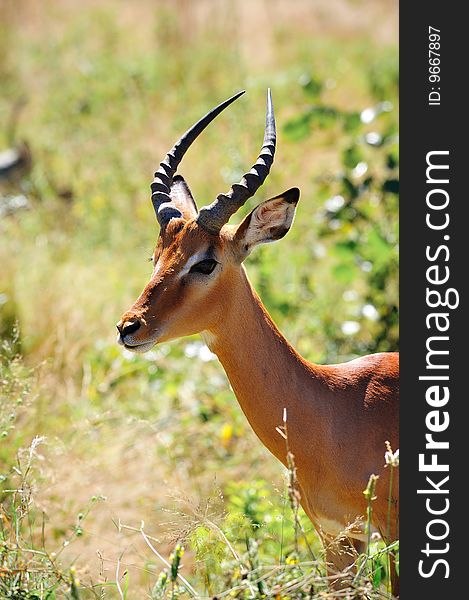 Impala antelopes (Aepyceros melampus) are found in savannas and thick bushveld in Kenya, Tanzania, Mozambique, northern Namibia, Botswana, Zambia, Zimbabwe, southern Angola, northeastern South Africa and Uganda. Impala antelopes (Aepyceros melampus) are found in savannas and thick bushveld in Kenya, Tanzania, Mozambique, northern Namibia, Botswana, Zambia, Zimbabwe, southern Angola, northeastern South Africa and Uganda.