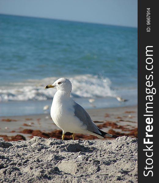 Seagull on the sand at the beach. Seagull on the sand at the beach