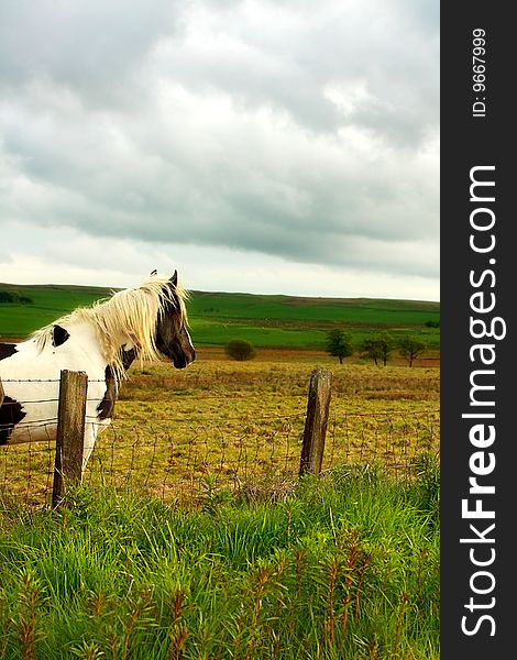 Beautiful horse in scottish fields close up. Beautiful horse in scottish fields close up
