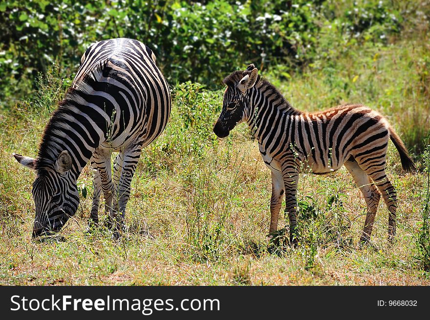 Zebra with cub (Equus burchellii)