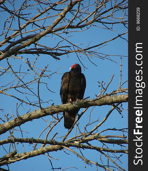 Perching turkey vulture on a branch in a tree with blue sky