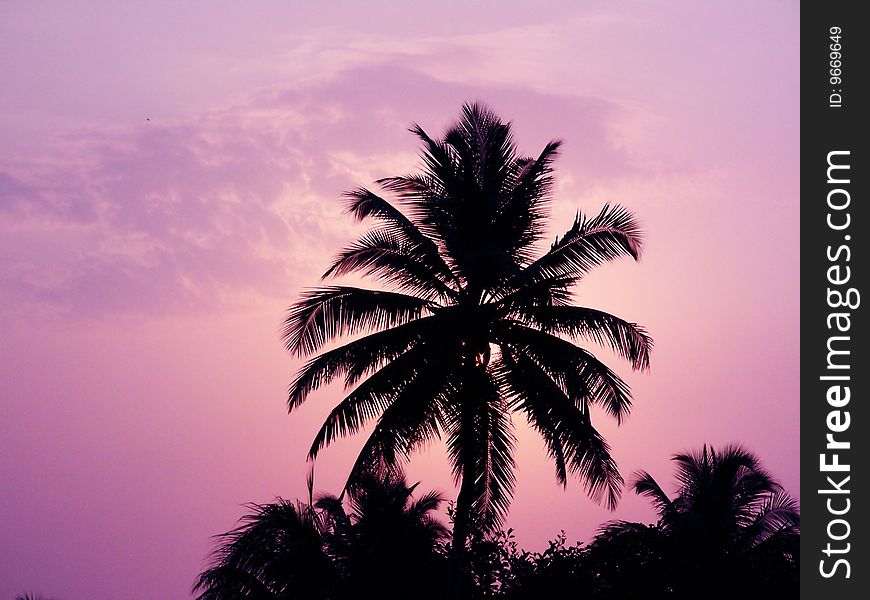 A Background of a silhouette of a coconut tree in a pinkish sky during dusk. A Background of a silhouette of a coconut tree in a pinkish sky during dusk