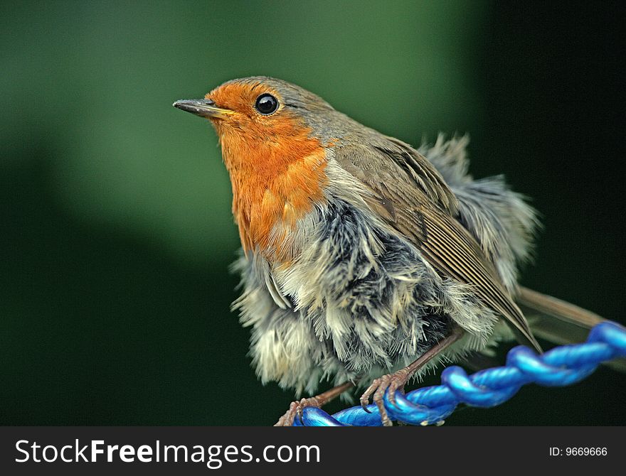 Portrait of a rare long feathered Robin. Portrait of a rare long feathered Robin