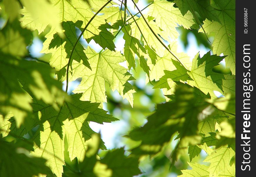 Leaf, Tree, Branch, Maple Tree