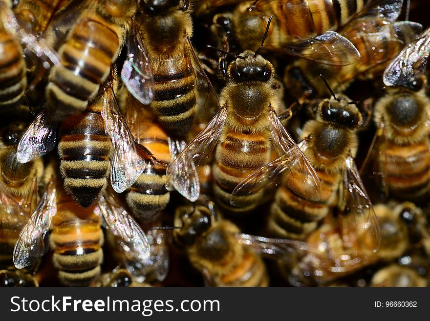 Bee, Honey Bee, Insect, Invertebrate