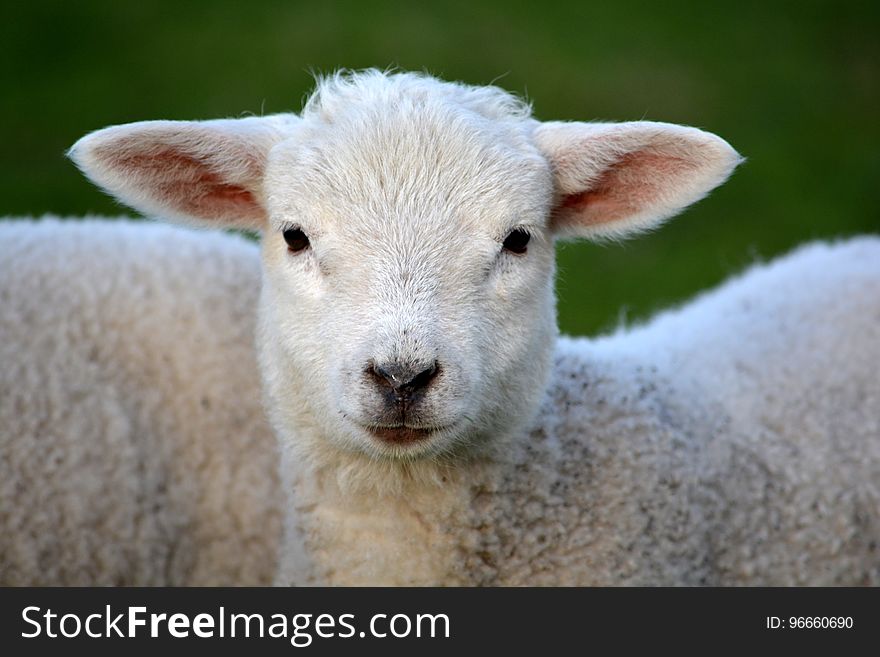Sheep, Cow Goat Family, Fauna, Livestock