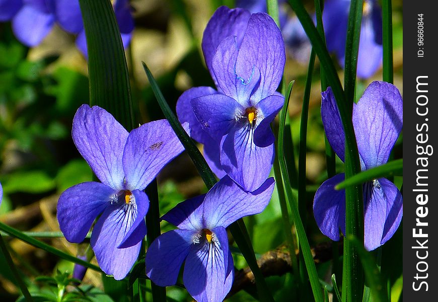 Flower, Blue, Flora, Plant