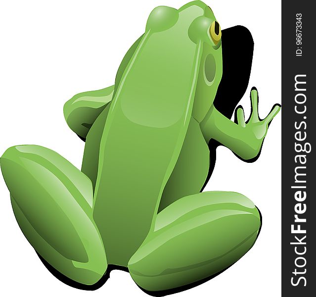 Green, Frog, Amphibian, Vertebrate