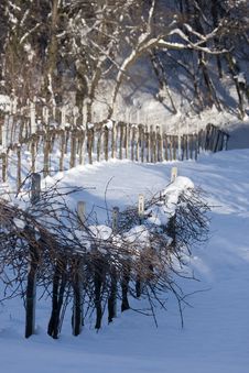 Winter Vineyards Stock Image Winter Vineyards Stock Image