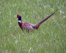 Pheasant In The Grass Royalty Free Stock Image