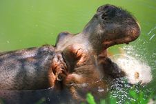 African Hippopotamus Drinking Fresh Water Stock Photos