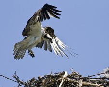Osprey Royalty Free Stock Image Osprey Royalty Free Stock Image