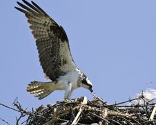 Osprey Royalty Free Stock Photography Osprey Royalty Free Stock Photography