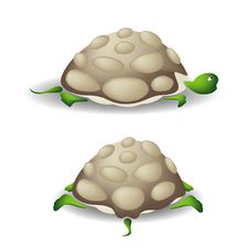 Turtle Rear Stock Photos Turtle Rear Stock Photos