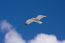 Seagull Floating Royalty Free Stock Image