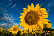 Gold Sunflowers On A Background Of The Blue Sky Stock Image Gold Sunflowers On A Background Of The Blue Sky Stock Image