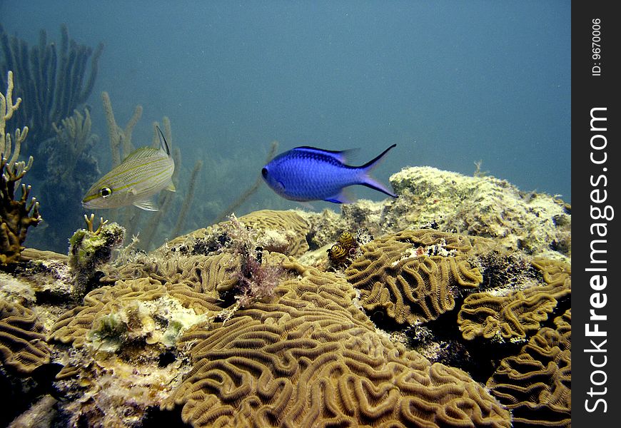 Blue Damselfish