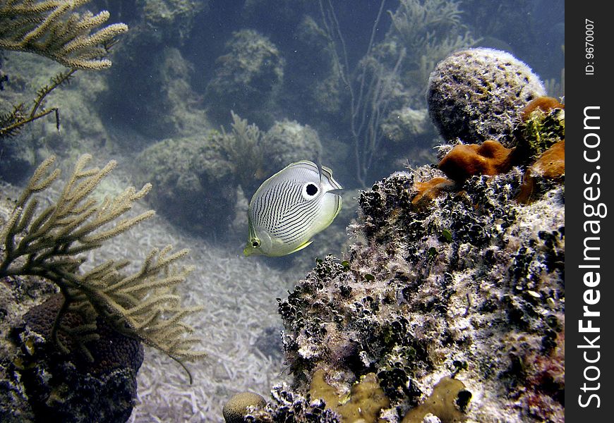 The butterflyfish are a group of conspicuous tropical marine fish of the family Chaetodontidae; the bannerfish and coralfish are also included in this group. The butterflyfish are a group of conspicuous tropical marine fish of the family Chaetodontidae; the bannerfish and coralfish are also included in this group