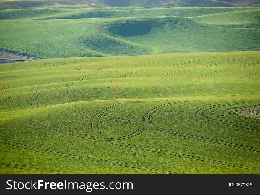 The Palouse of eastern Washington with spring wheat growth. The Palouse of eastern Washington with spring wheat growth.