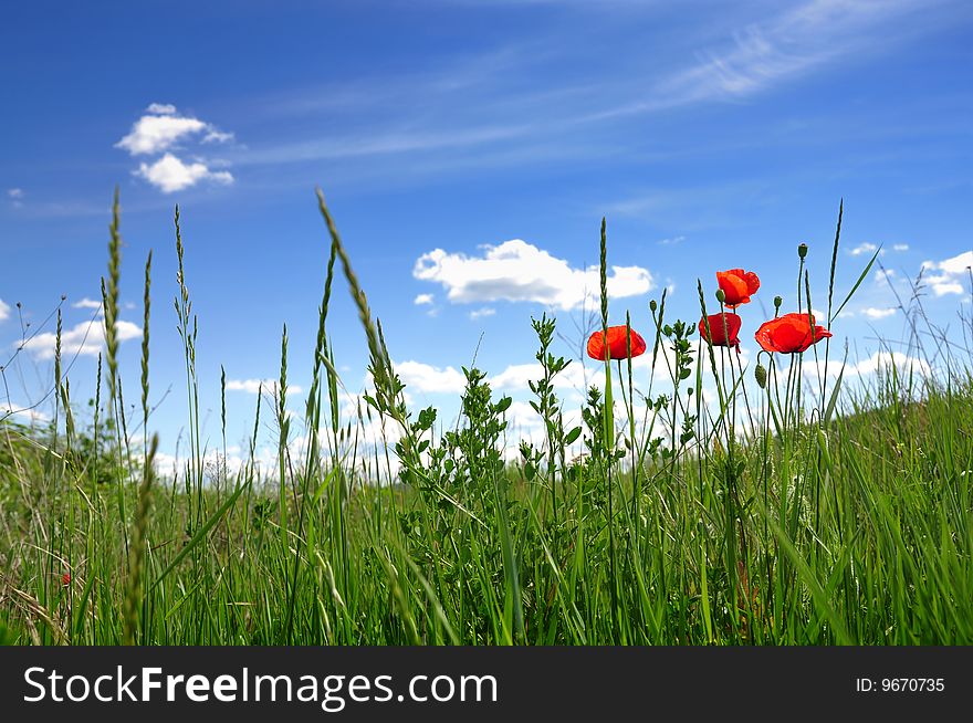 Poppies in field