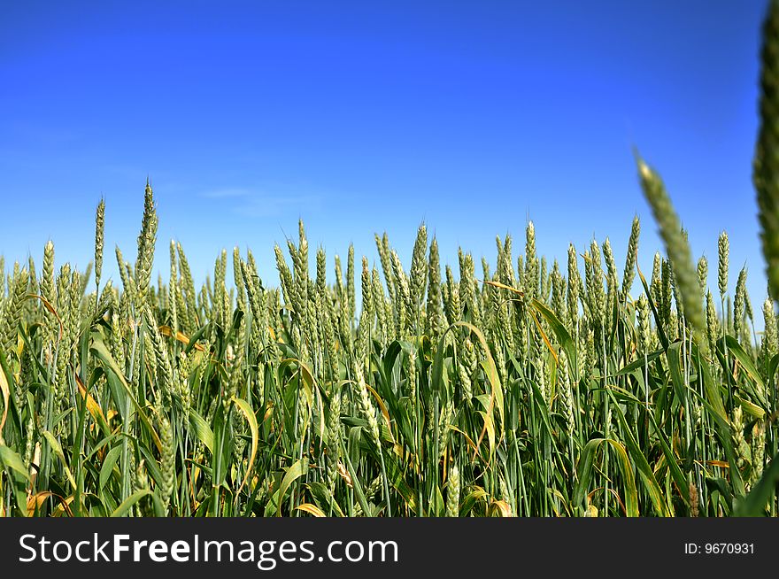 Fresh green Wheat field a. Fresh green Wheat field a