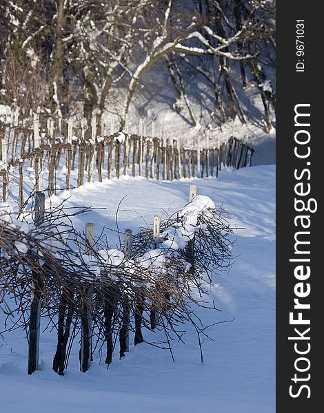 Winter view of vineyards near Rocca de' Giorgi, Italy. Winter view of vineyards near Rocca de' Giorgi, Italy