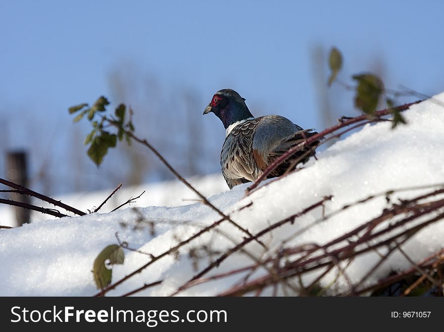 Male Pheasant crouching on the snow. Male Pheasant crouching on the snow