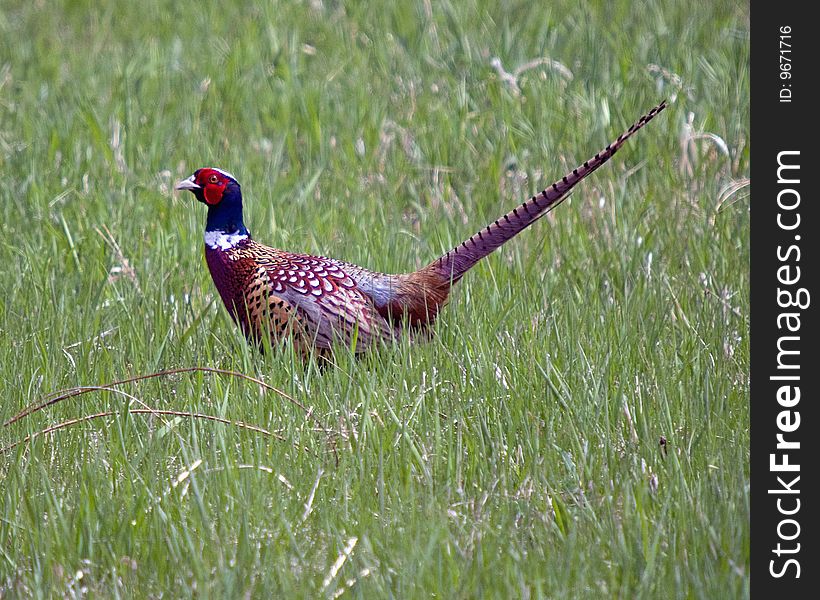 Pheasant In The Grass