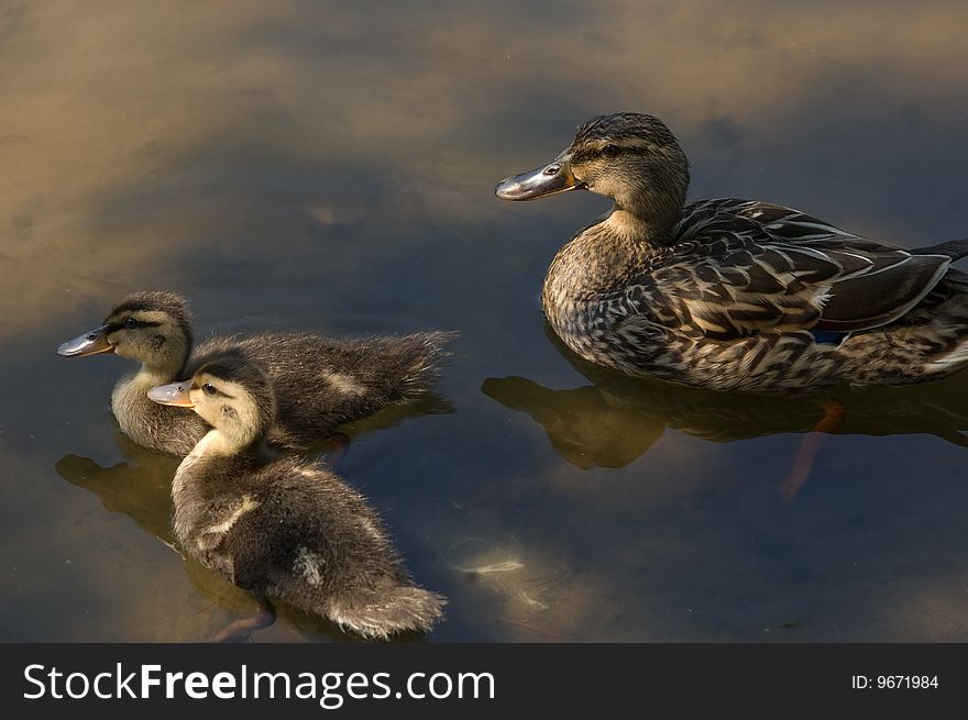 A small family of ducks cross a pond. A small family of ducks cross a pond