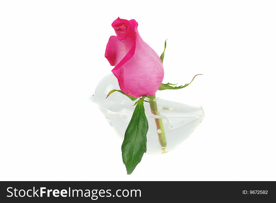 Blossom rose in small bird vase isolated on the white. Blossom rose in small bird vase isolated on the white.