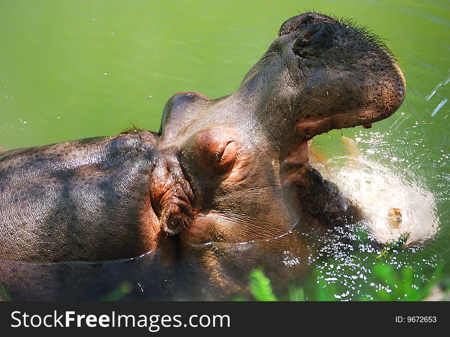 African hippopotamus drinking fresh water in hut summer day.