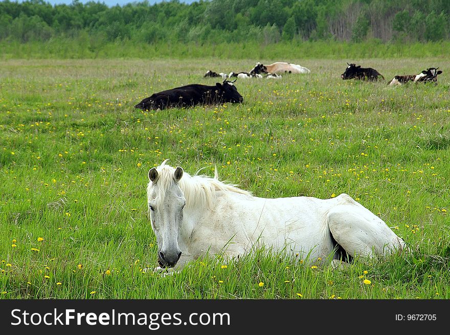 Blanching horse reposes on background green pasture