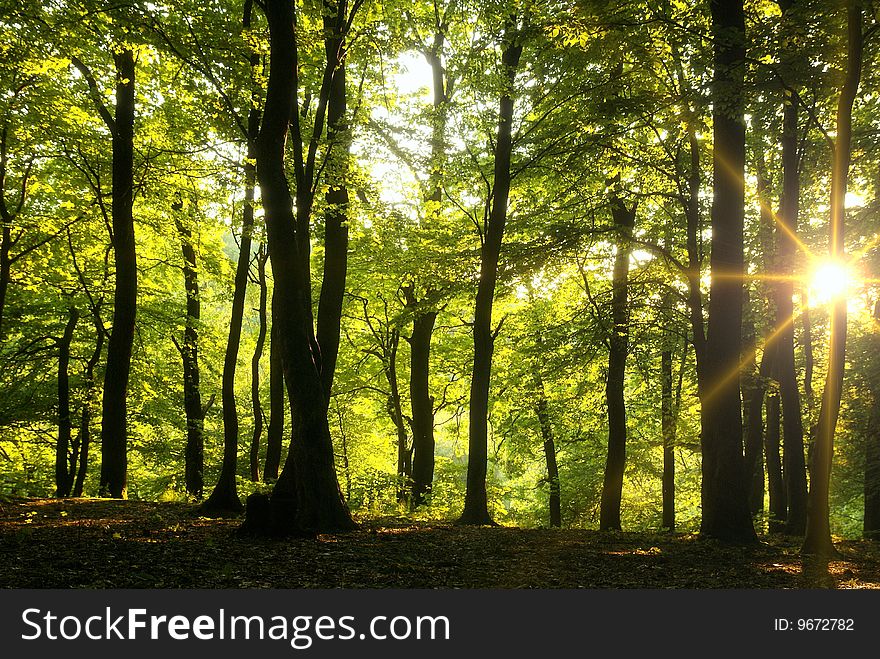 Sun beams in dark forest. Sun beams in dark forest