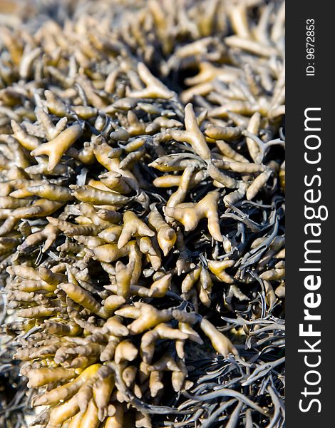 A Brown Seaweed Close-up