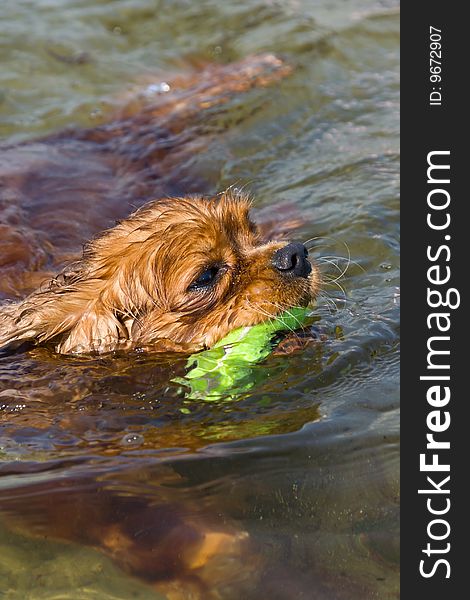A kingcharles dog swimming with a rubber ring. A kingcharles dog swimming with a rubber ring