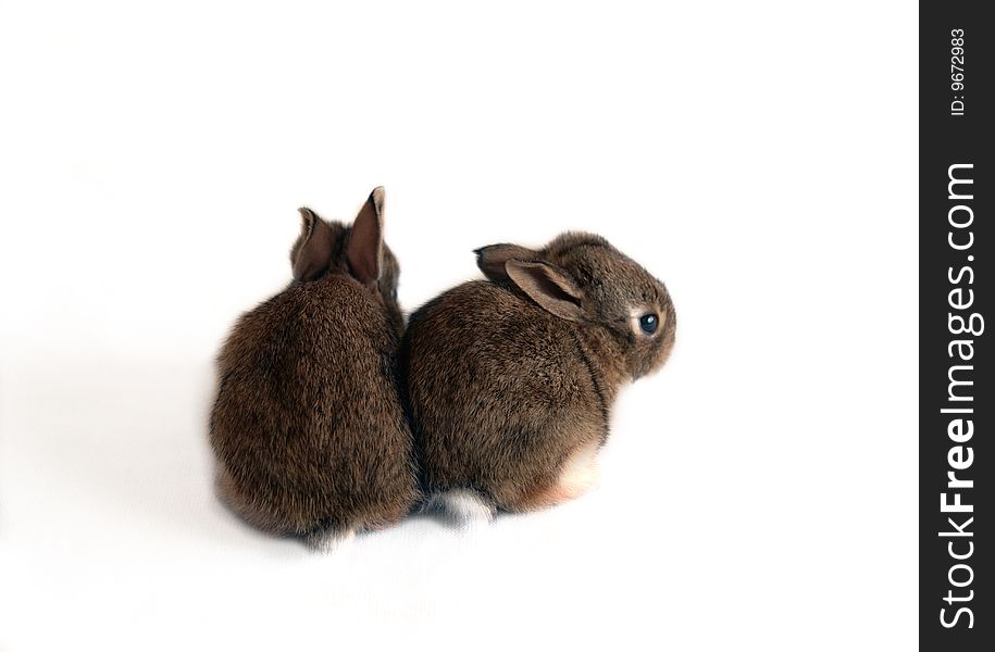 Baby Cottontail rabbits, both with their backs to the camera, one look over his shoulder at the camera. Against a white, isolated background. Baby Cottontail rabbits, both with their backs to the camera, one look over his shoulder at the camera. Against a white, isolated background.