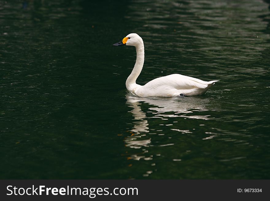 A swan is walking on the lake