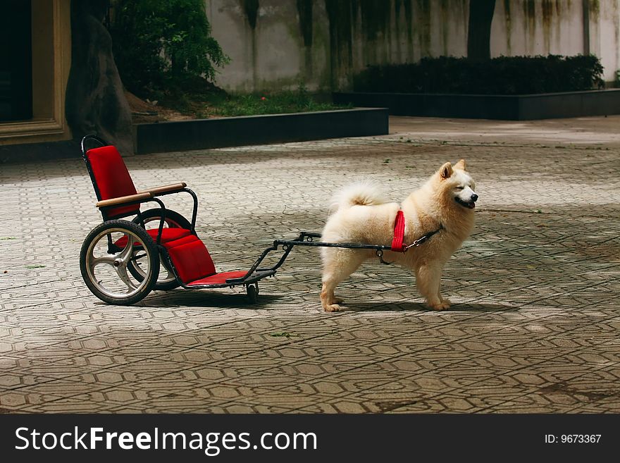 A lovely dog in park