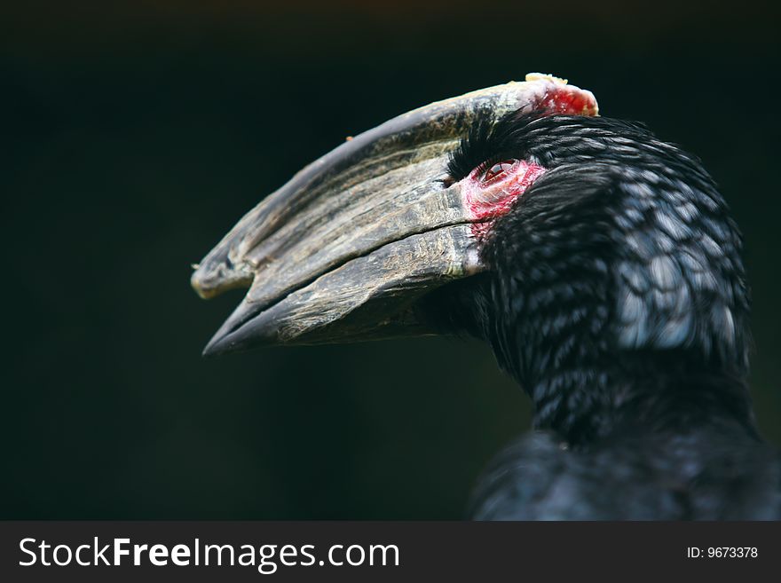 The face of a hornbill